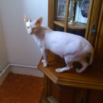 Anonymní